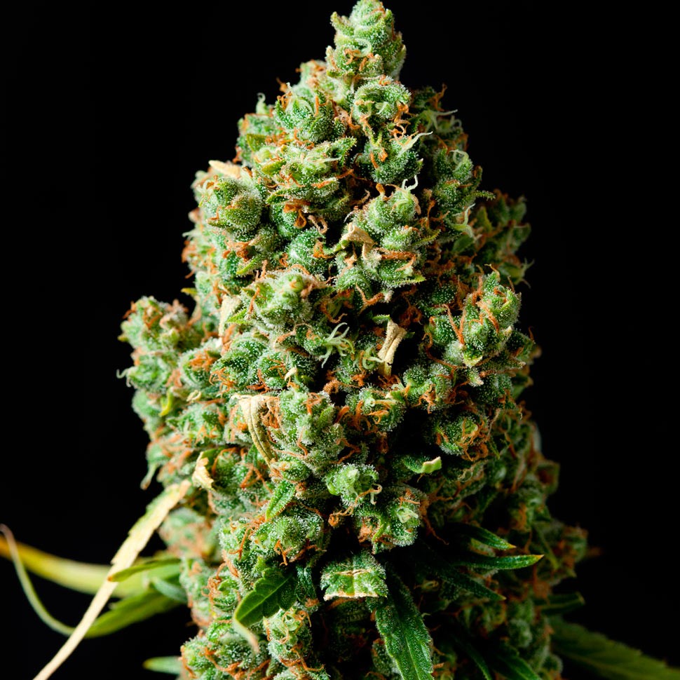 Семена конопли  Auto Critical Kush feminised Ganja Seeds