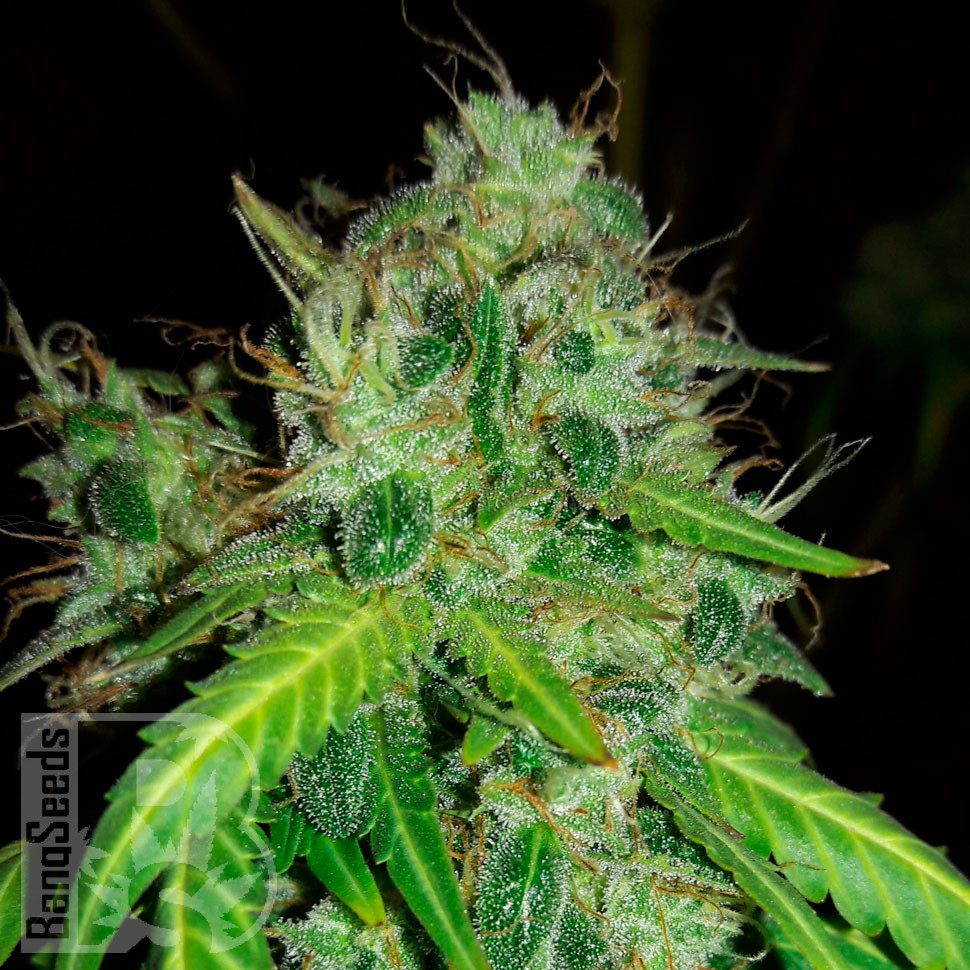 Семена каннабиса  Bubblelicious regular Ganja Seeds