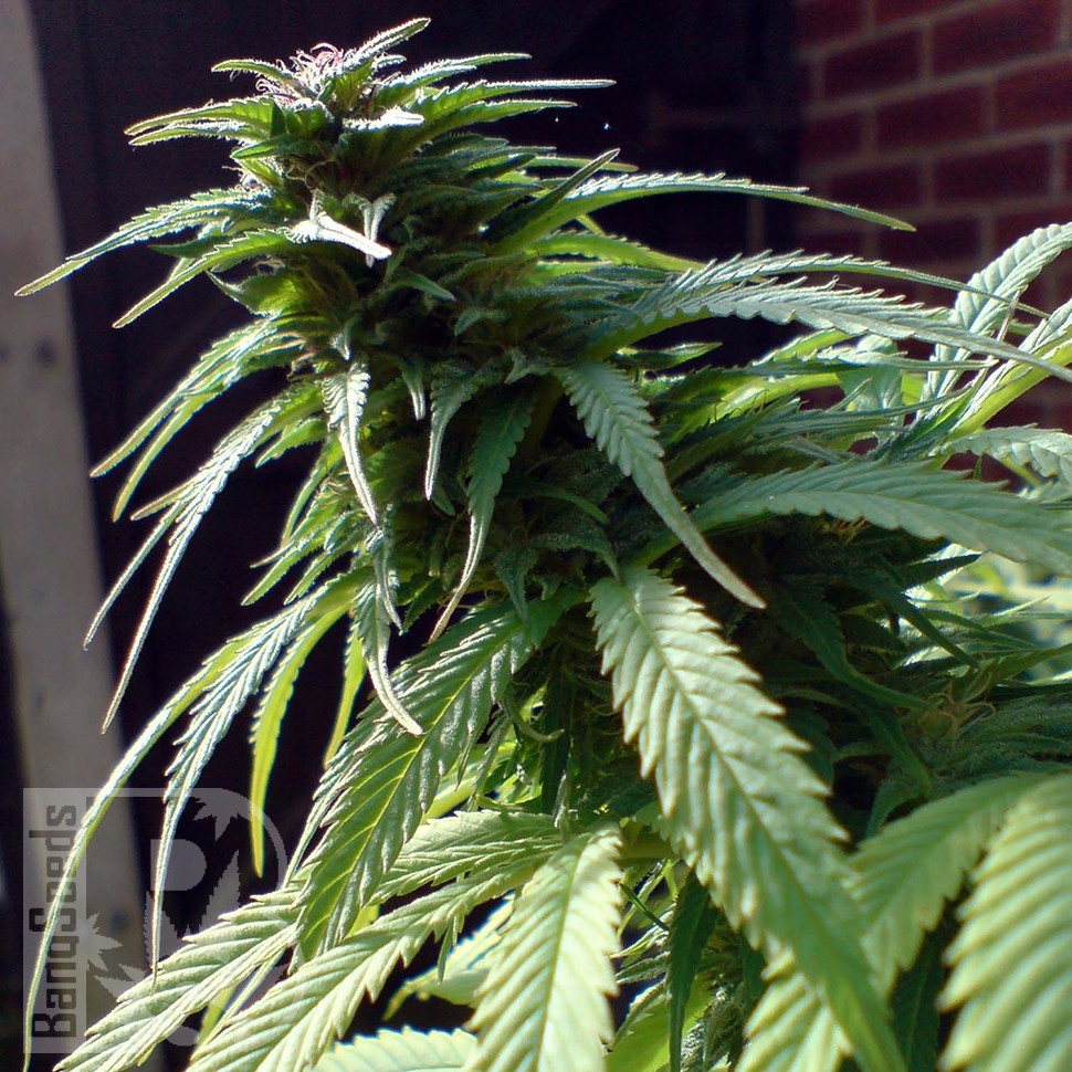 Семена ганжа  White Widow x Early Skunk feminised Ganja Seeds
