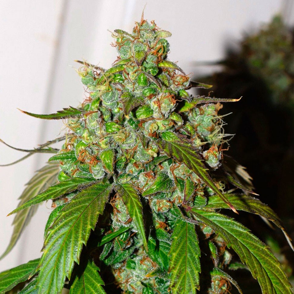 Семена марихуаны  Auto Daiquiri Lime feminised Ganja Seeds