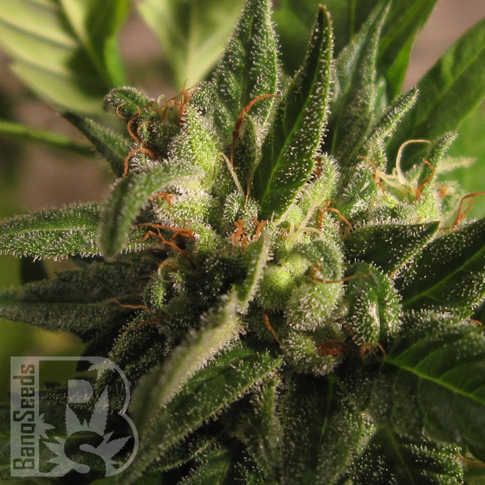 Семена  Black Domina x M8 feminised Ganja Seeds