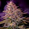 Семена  Black Domina x M8 feminised Ganja Seeds