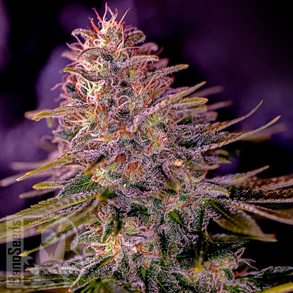 Семена  Black Domina x M8 feminised Ganja Seeds
