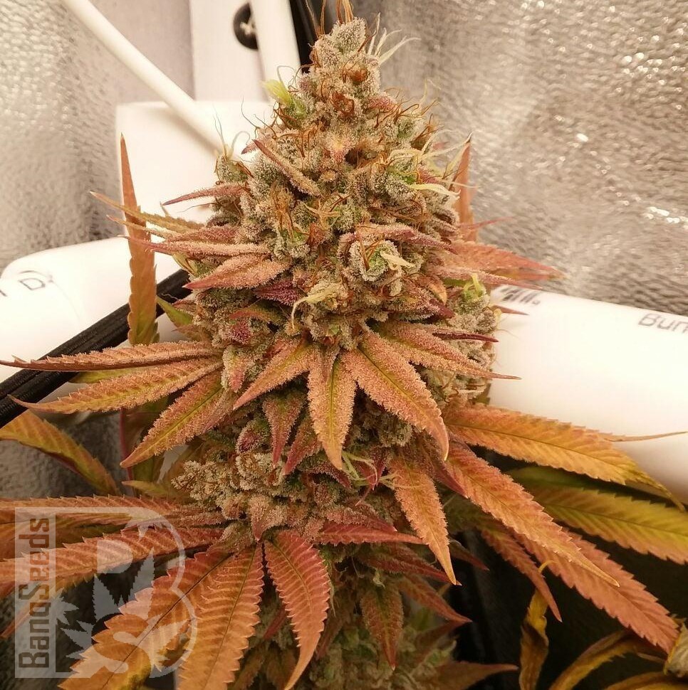 Семена  Black Domina x M8 feminised Ganja Seeds