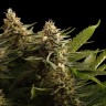 Семена  Black Domina x M8 feminised Ganja Seeds