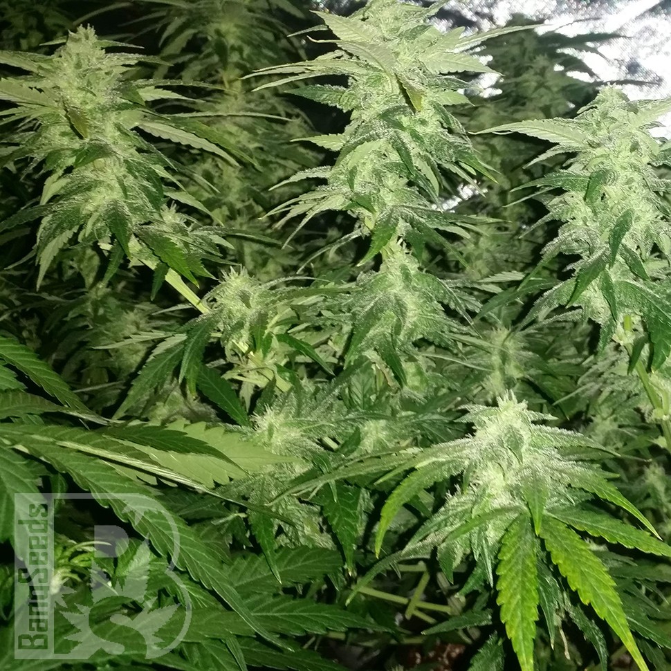 Семена конопли  White Widow x Great White Shark feminised Ganja Seeds