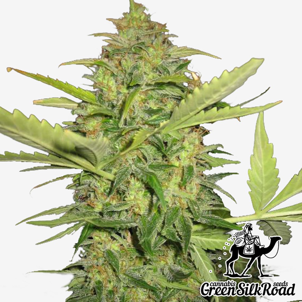 Семена каннабиса  Auto Lemon Skunk feminised Green Silk Road Seeds