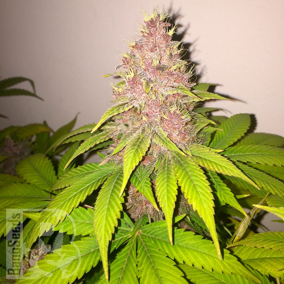 Семена марихуаны Black Russian feminised Ganja Seeds