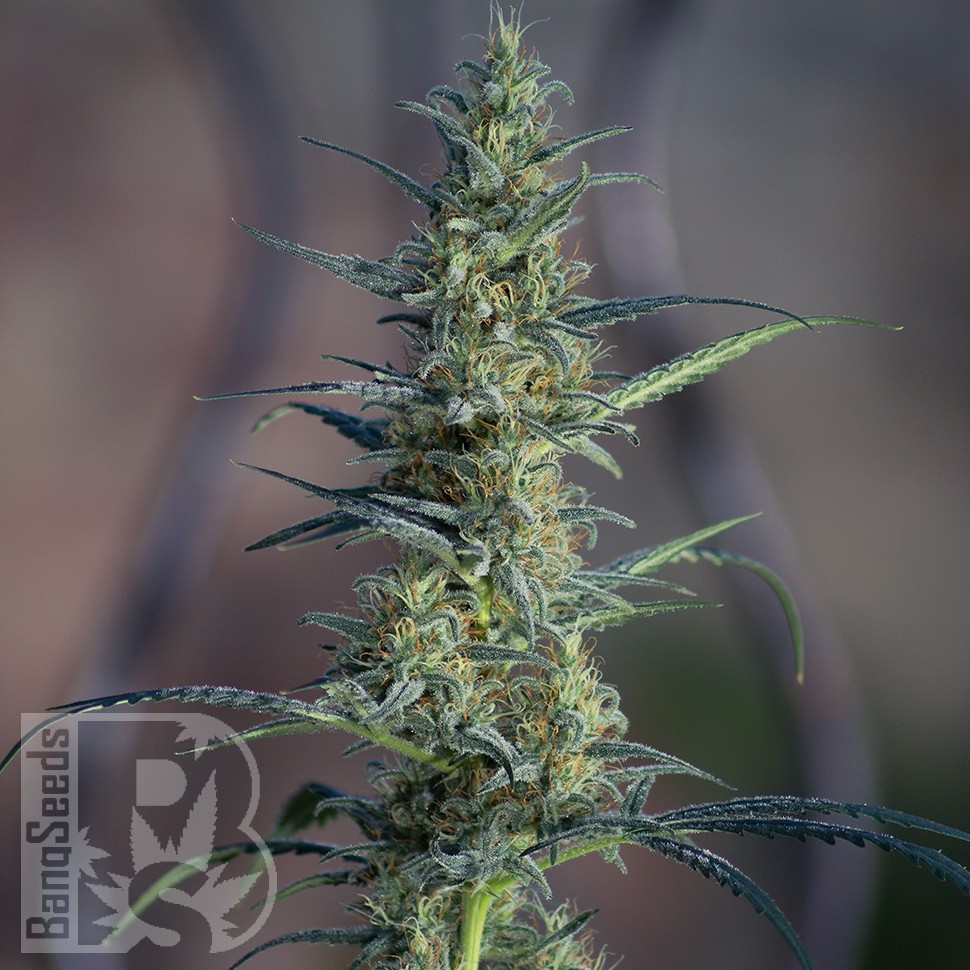 Семена каннабиса  White Widow x Jack Herer feminised Ganja Seeds
