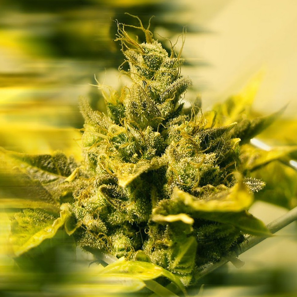 Семена конопли Era regular Ganja Seeds