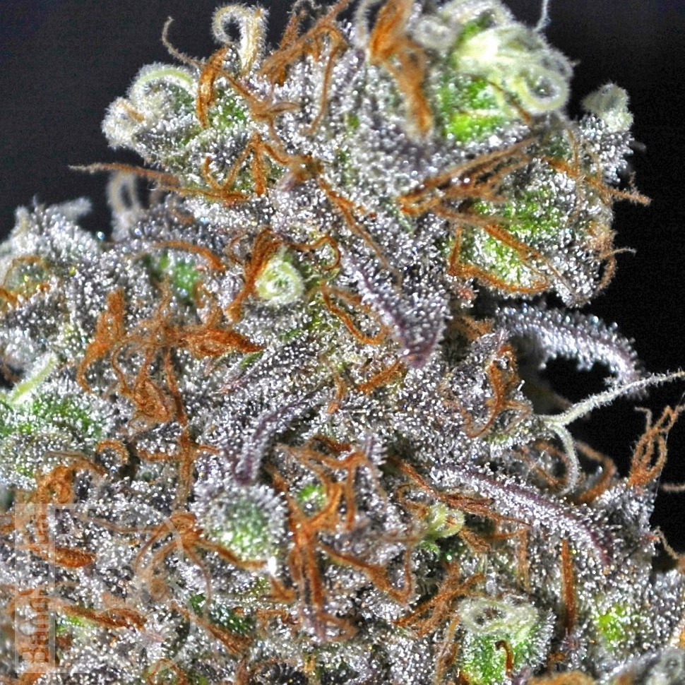 Семена марихуаны  Opium feminised Ganja Seeds