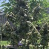 Семена марихуаны  Opium feminised Ganja Seeds