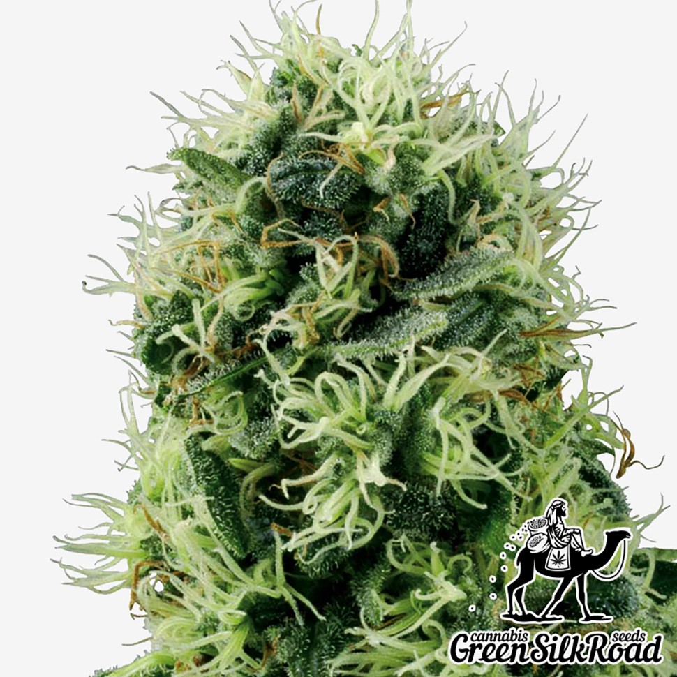 Семена каннабиса  Auto Power Plant feminised Green Silk Road Seeds