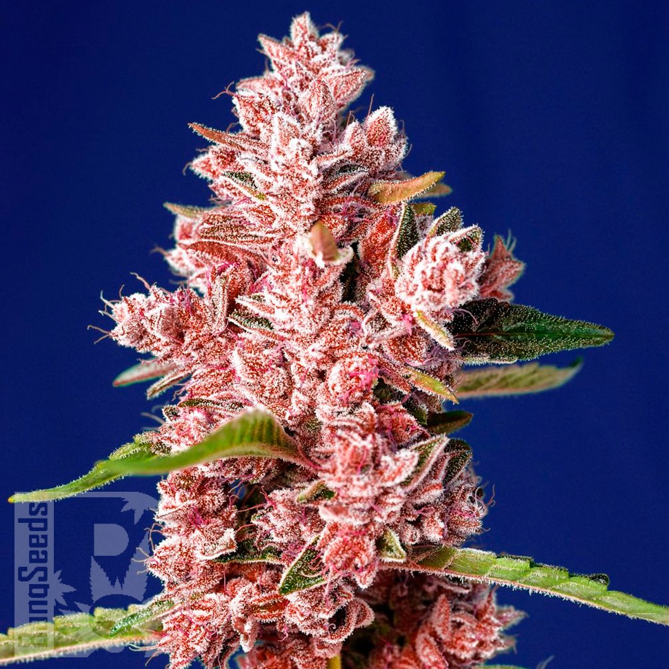 Семена каннабиса Tropicanna Poison feminised feminised Ganja Seeds Fast Version