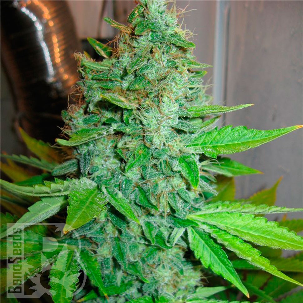 Семена конопли  G13 Haze feminised Ganja Seeds