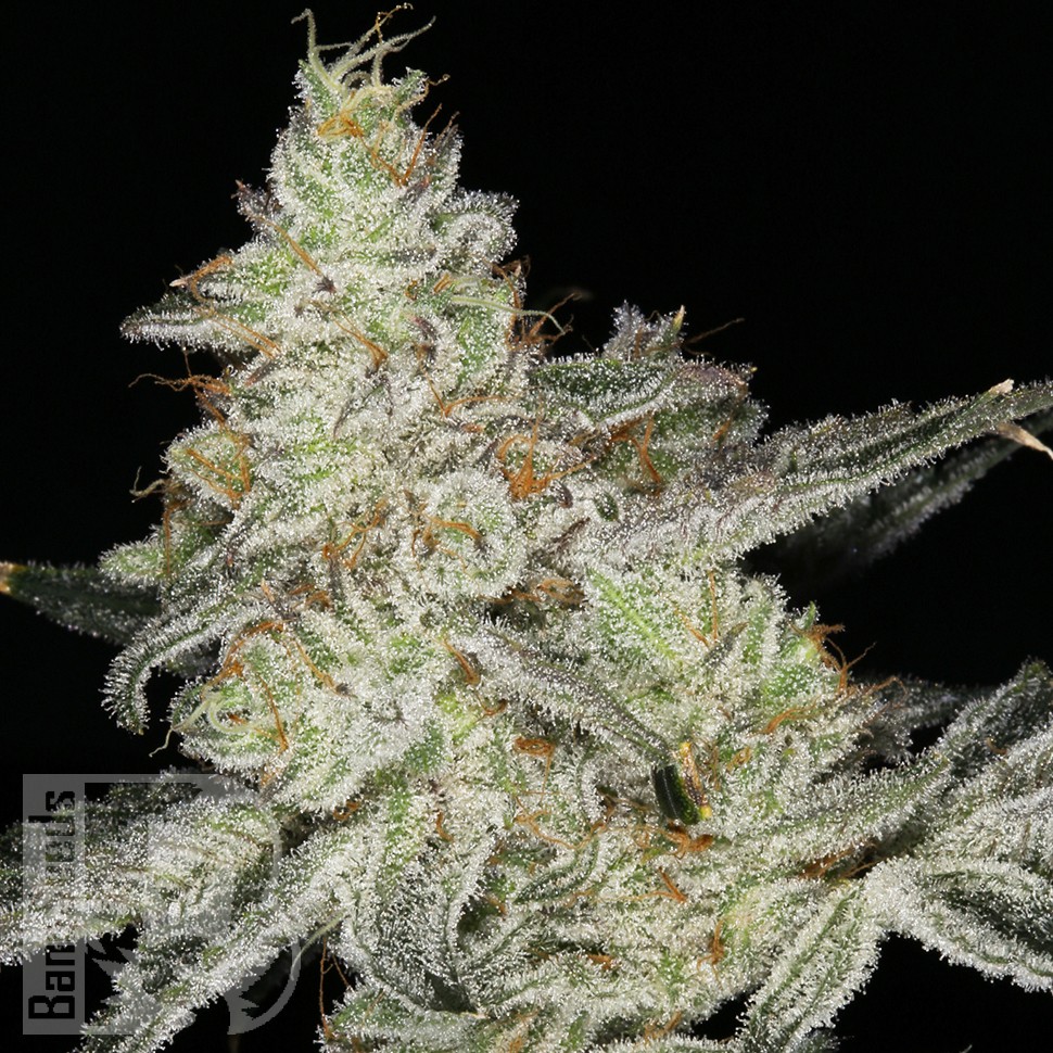 Семена  Snow Ryder feminised Ganja Seeds