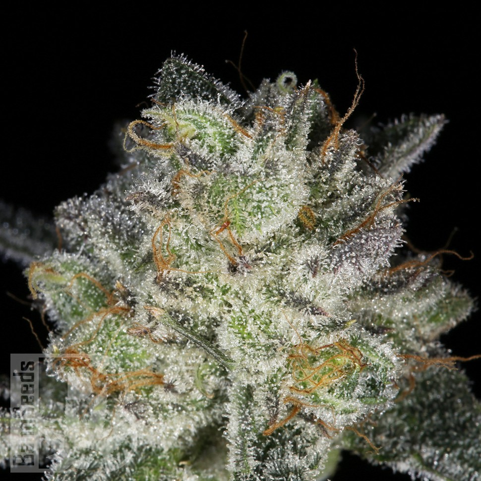 Семена  Snow Ryder feminised Ganja Seeds