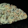 Семена  Snow Ryder feminised Ganja Seeds