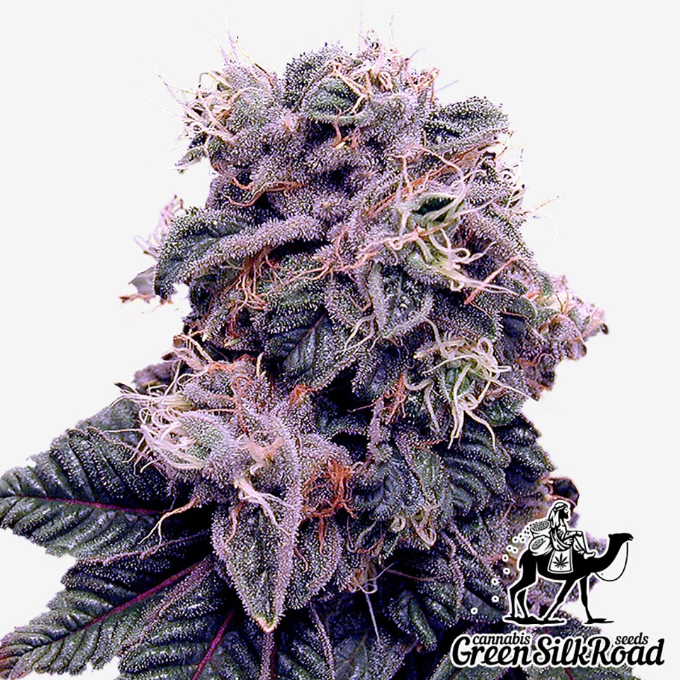 Семена Blueberry feminised Green Silk Road Seeds