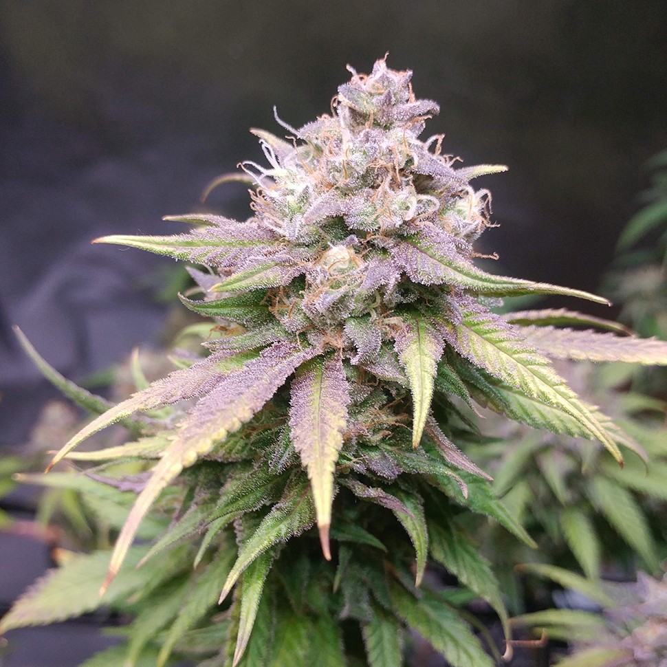 Семена каннабиса  Jack Hammer feminised Victory Seeds