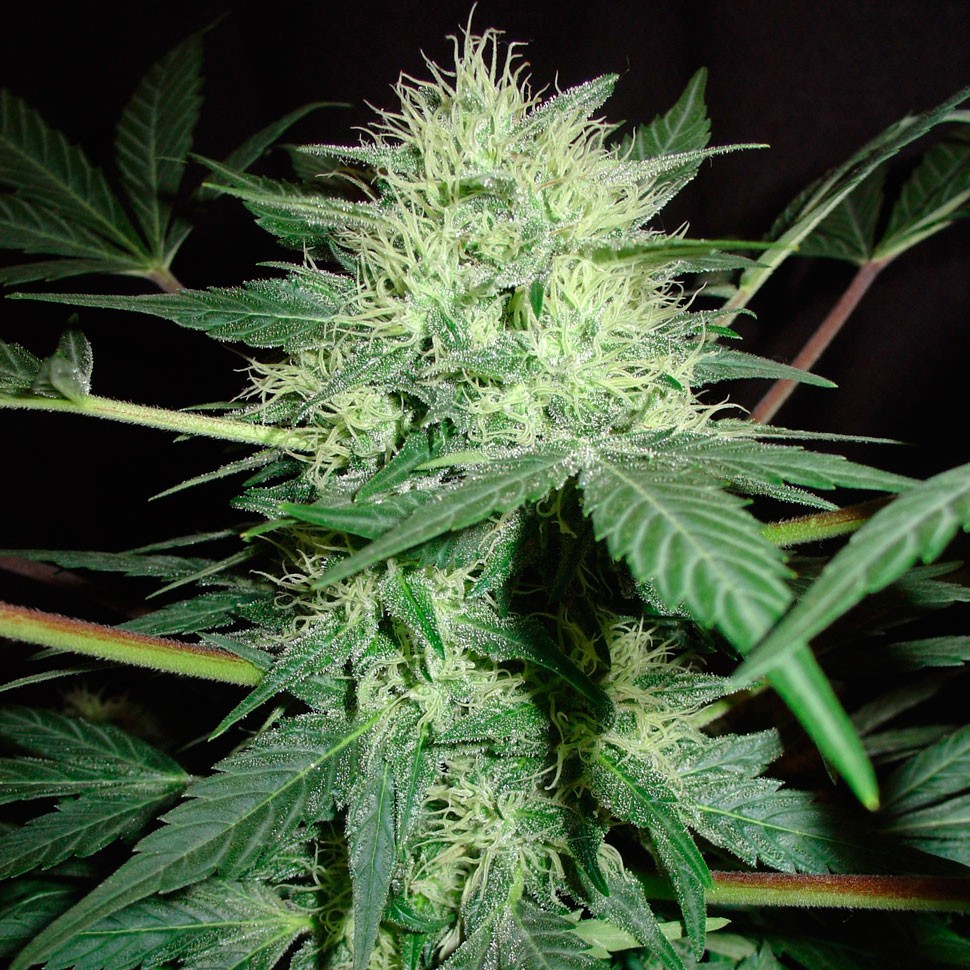 Семена марихуаны  Auto Northern Lights regular Ganja Seeds