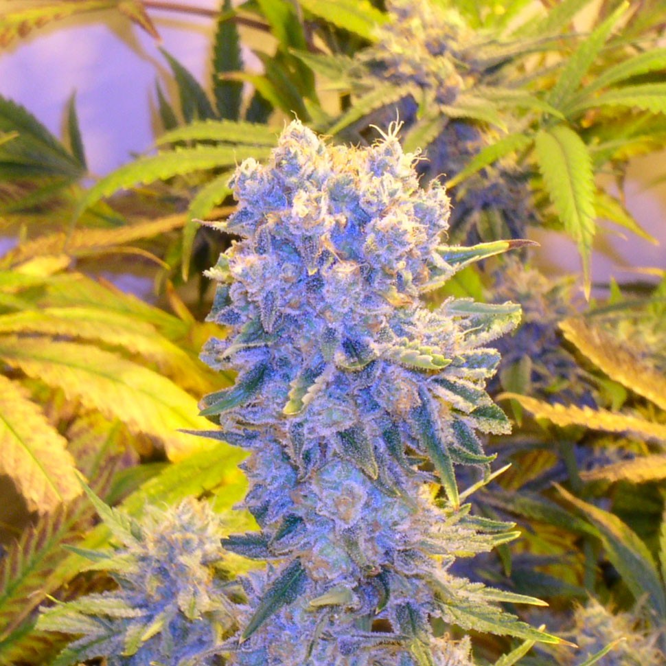 Семена марихуаны  Auto Northern Lights regular Ganja Seeds