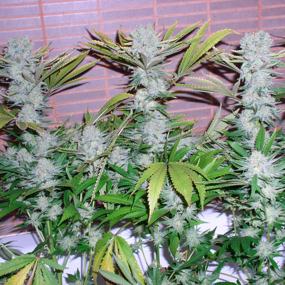 Семена марихуаны  Auto Northern Lights regular Ganja Seeds