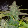 Семена марихуаны  Auto Northern Lights regular Ganja Seeds