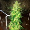 Семена марихуаны  Auto Northern Lights regular Ganja Seeds