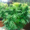 Семена марихуаны  Auto Northern Lights regular Ganja Seeds