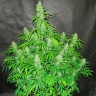 Семена марихуаны  Auto Northern Lights regular Ganja Seeds