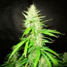 Семена марихуаны  Auto Northern Lights regular Ganja Seeds