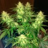 Семена марихуаны  Auto Northern Lights regular Ganja Seeds