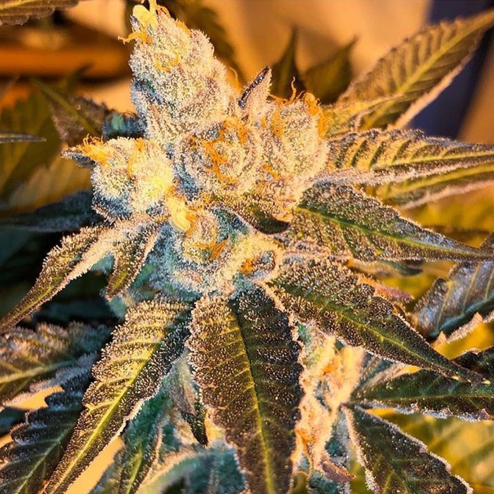 Семена Cyclops regular Ganja Seeds
