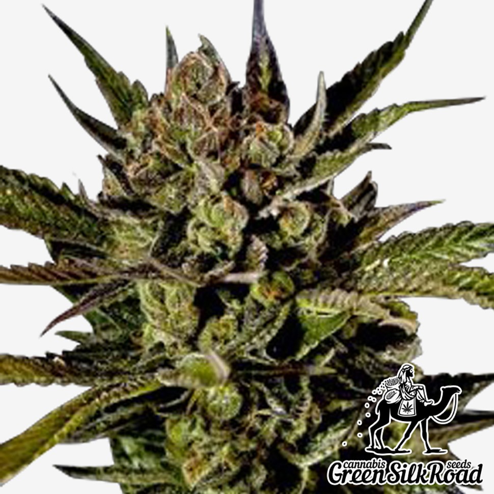 Семена Cheese feminised Green Silk Road Seeds