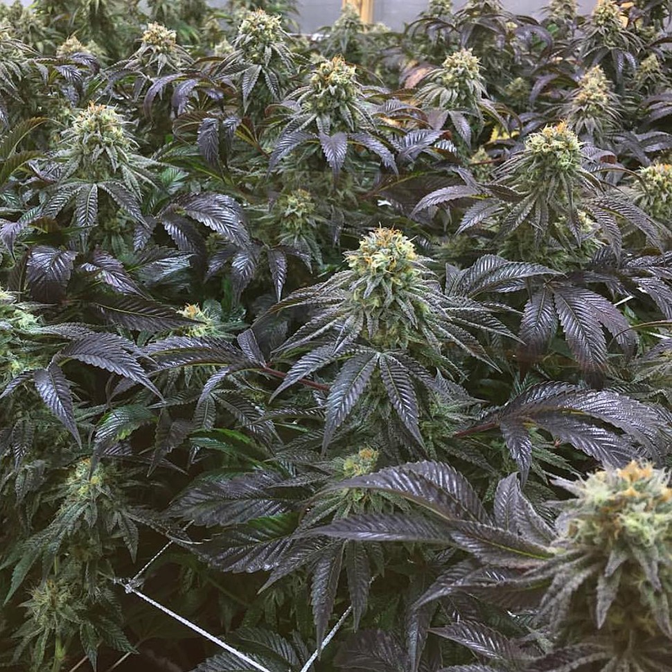 Семена  NHL Diesel feminised Victory Seeds