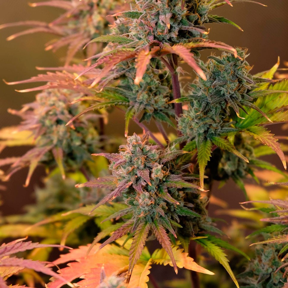 Семена ганжа  Auto Night Queen feminised Ganja Seeds