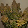 Семена ганжа  Auto Night Queen feminised Ganja Seeds