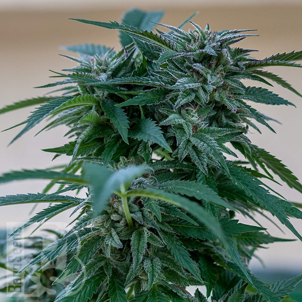 Семена ганжа  Sour Mango feminised Ganja Seeds