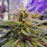 Семена каннабиса  Sticky Blue feminised Ganja Seeds