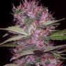 Семена каннабиса  Sticky Blue feminised Ganja Seeds