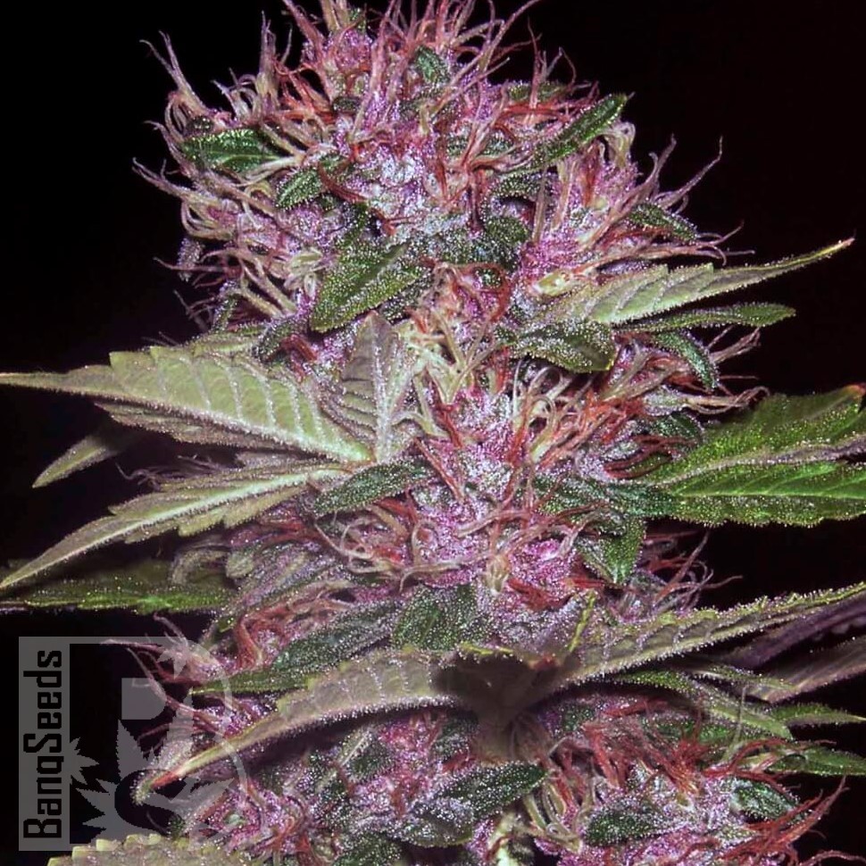 Семена каннабиса  Sticky Blue feminised Ganja Seeds