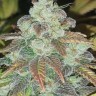 Семена каннабиса  Sticky Blue feminised Ganja Seeds