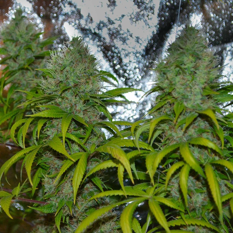 Семена каннабиса La Blanca regular Ganja Seeds
