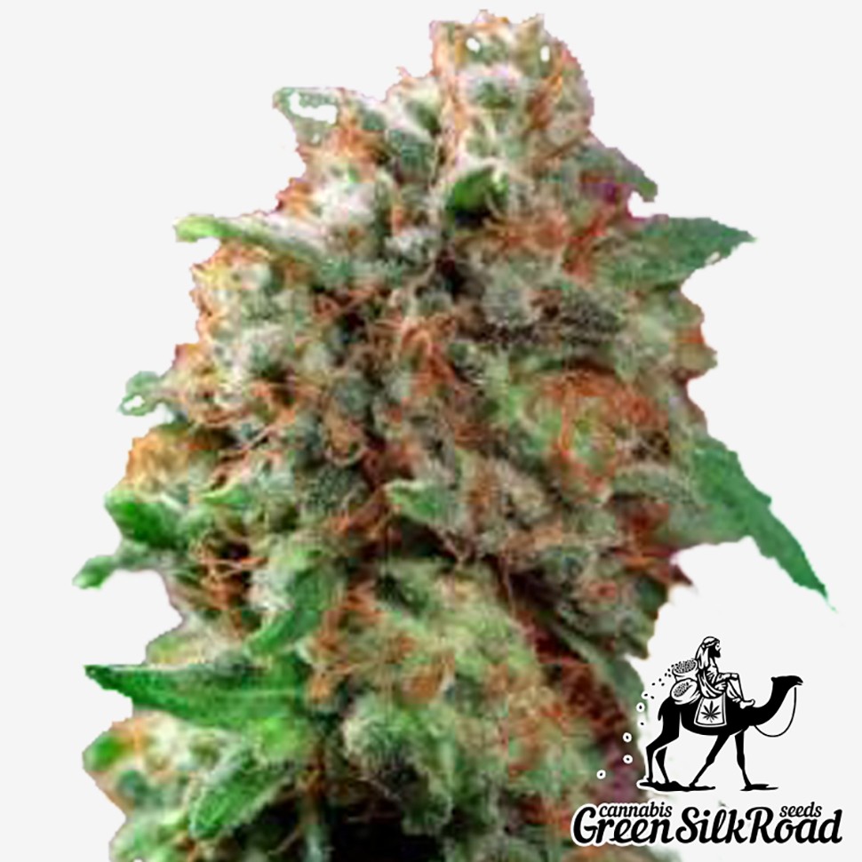 Семена каннабиса  Mazar feminised Green Silk Road Seeds