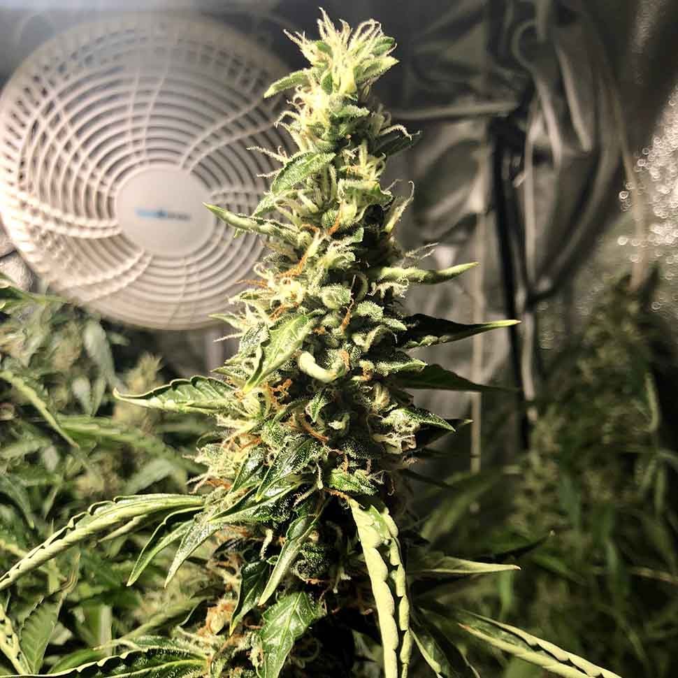 Семена каннабиса Blue AK regular Ganja Seeds