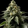 Семена ганжа  Himalaya Blue Diesel regular Ganja Seeds