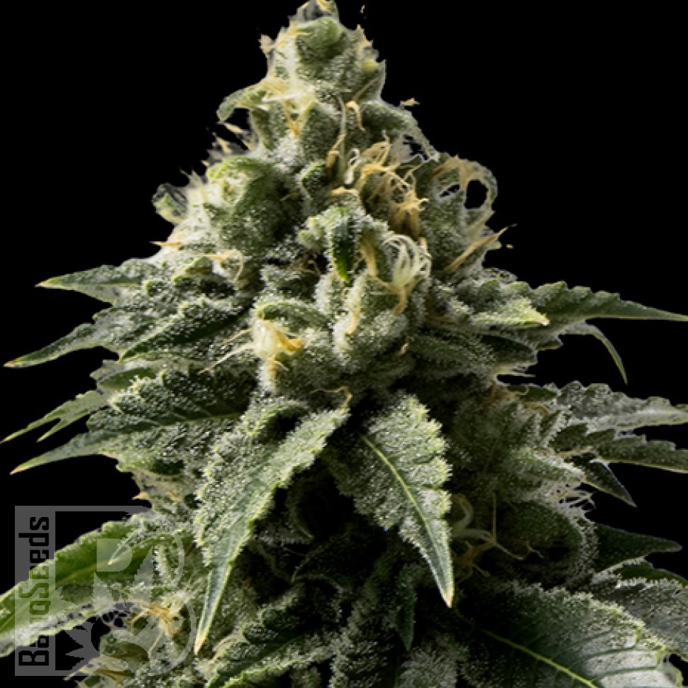 Семена ганжа  Himalaya Blue Diesel regular Ganja Seeds