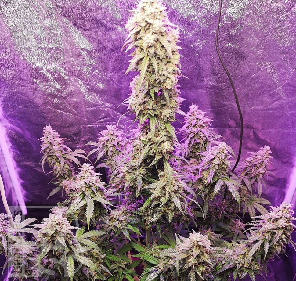 Семена ганжа  Himalaya Blue Diesel regular Ganja Seeds