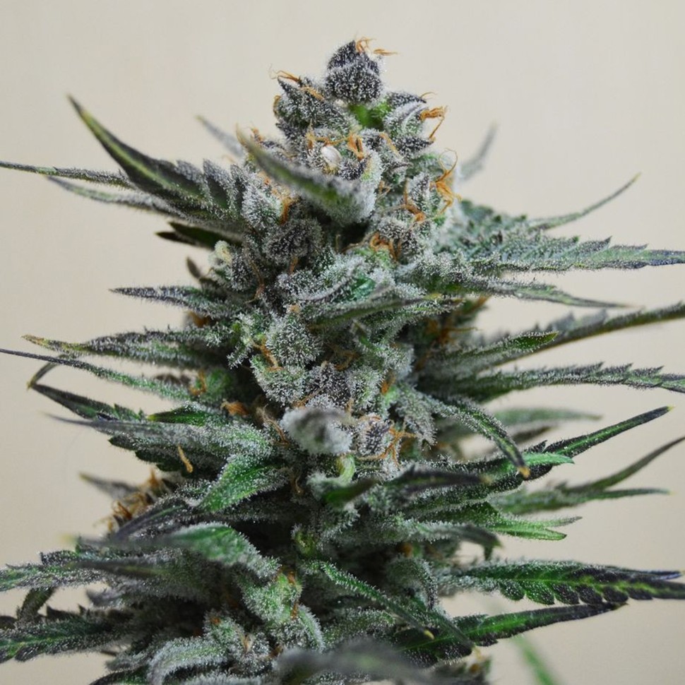Семена  Auto Blue Acid regular Ganja Seeds